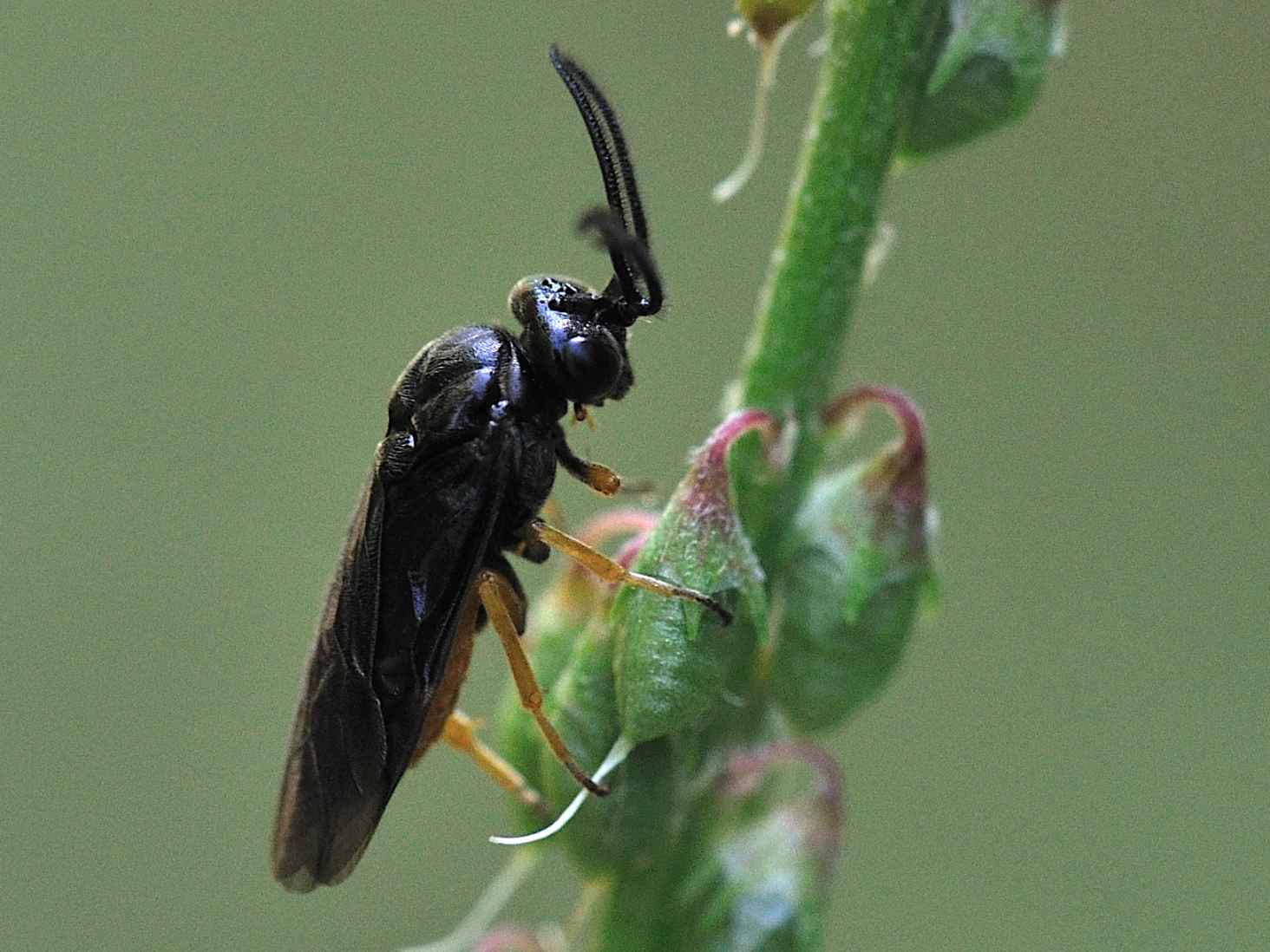 Sterictiphora sp. (Argidae)